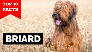 Briard  Top 10 Facts [upl. by Ellehcit]