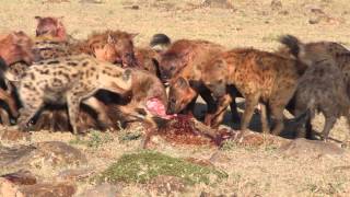 Hyenas Eat a Young Wildebeest in Minutes [upl. by Liberati]