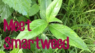 Meet Smartweed and how to tell the difference between it and Commelina [upl. by Elke]