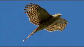 Sparrowhawk Bird Call Bird Song [upl. by Adlai]