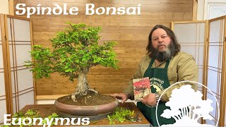 Greenwood Bonsai  Spindle Bonsai Euonymus [upl. by Gilburt]