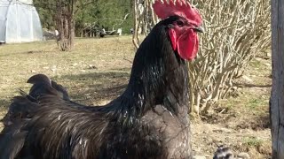 Australorp Rooster Breed [upl. by Elag]