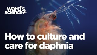 Caring and Culturing for Daphnia [upl. by Erelia53]