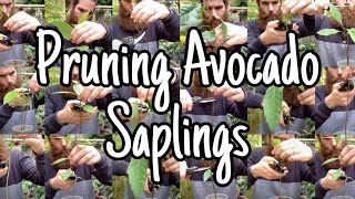 Pruning Young Avocado Trees Why How and When [upl. by Ellenaej603]