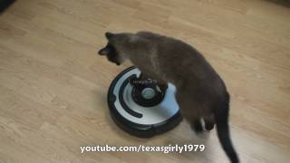 Cat shows HOW TO use iRobot Roomba Vacuum [upl. by Gaylord]