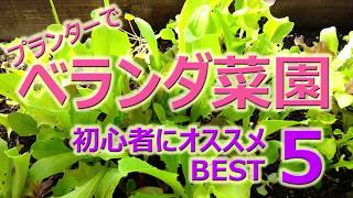 ベランダ菜園を始めよう【初心者にオススメBEST5】プランターで野菜を作る [upl. by Niahs34]