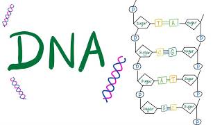 DNA 🧬  The Double Helix  Your Genetic Material [upl. by Ihculo596]