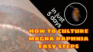 How to Culture Magna Daphnia Easily [upl. by Assetniuq]