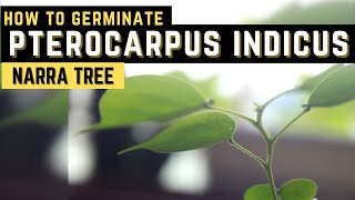 How To Germinate Pterocarpus Indicus  Narra Tree  PH [upl. by Anileve870]