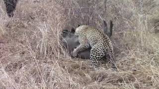 Hyena Saves Wild Pig from Leopards Fatal Attack  1080456 [upl. by Okuy244]