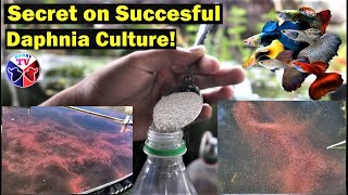 How to Culture Daphnia Successfully [upl. by Fritzsche441]