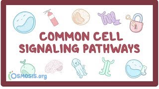 Common cell signaling pathway [upl. by Saffian]