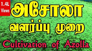 Azolla cultivation  அசோலா வளர்ப்பு முறை  How to grow Azolla  Beginners guide [upl. by Niarbo]