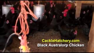 Black Australorp Chicken Breed Breeder Flock [upl. by Grindlay512]