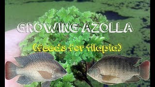 How to grow azolla  feeds for tilapia [upl. by Noelyn230]