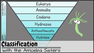 Classification [upl. by Llennoj]