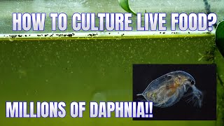 How to Culture Daphnia Secret Method to Breed MILLIONS  Simply Aquatic [upl. by Hephzibah587]