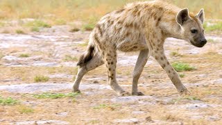 Why Hyenas Are One of Africa’s Most Efficient Predators [upl. by Norby236]