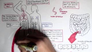 Mucosal Immunity Overview [upl. by Nipha]