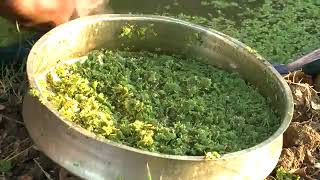 Azolla feed cultivation full details and simple method of farming [upl. by Ysor]