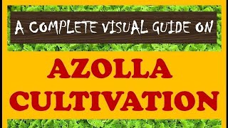 A Complete Visual Guide on AZOLLA CULTIVATION [upl. by Eessac]