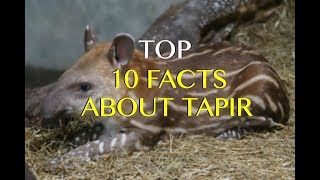 Top 10 Tapir Facts  Amazing True Facts About Tapirs [upl. by Nomzaj]