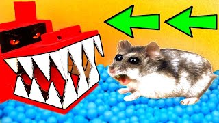 Dragon Maze Escapade Hamsters Ultimate Obstacle Course Challenge [upl. by Anaitak]