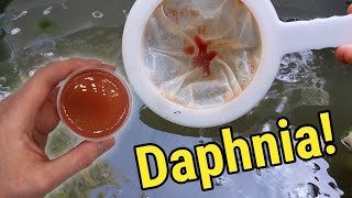 How I Culture Daphnia In Outdoor Tubs [upl. by Joses883]