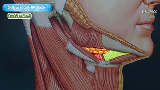 Digastric Triangle Submandibular Triangle Animated Video [upl. by Given216]