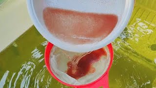 How to culture daphnia  Daphnia culture  How to grow daphnia outdoor [upl. by Lemahs]