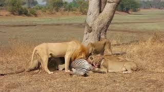 SPECTACULAR KILL  LIONS EAT ZEBRA ALIVE [upl. by Fullerton]