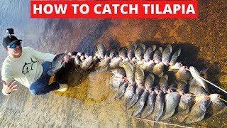 HOW TO FISH FOR LARGE TILAPIA ALL YOU NEED TO KNOW ABOUT TILAPIA FISHING TILAPIA BAIT [upl. by Nimzzaj]