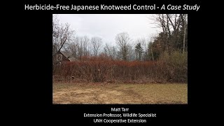 HerbicideFree Japanese Knotweed Control  A Case Study [upl. by Stokes]