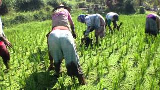 Azolla Harvest in Paddy amino acid rich sustainable [upl. by Breed587]