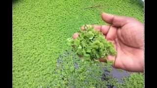 FERNS  AZOLLA What is AZOLLA  AZOLLA SUPER PLANT  BIO FERTILIZERLIVESTOCK FEEDLARVICIDE [upl. by Adiaros329]