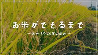 お米ができるまで 〜お米作りの1年の流れ〜 [upl. by Saixela]