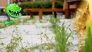 🌾 Comment éliminer les adventices mauvaises herbes de façon naturelle sans désherbant [upl. by Malley]