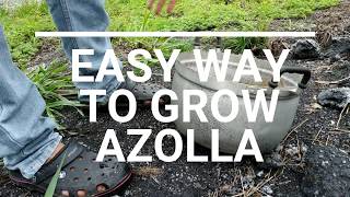 Azolla  Easy Way To Grow Azolla  Short amp Details [upl. by Antons]