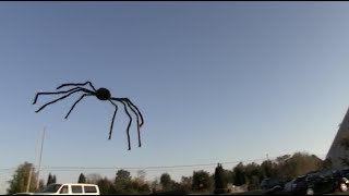 FLYING SPIDER PRANK  Tom Mabe Halloween Pranks [upl. by Sussman]