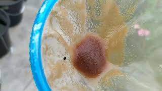 How to culture daphnia moina in a small container Part 1 English Subtitle [upl. by Ciro787]