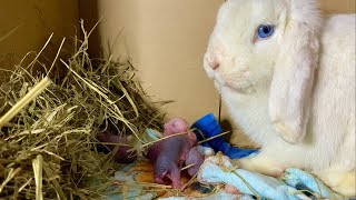 Rabbit giving birth to 5 baby bunnies [upl. by Homer]