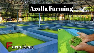 Azolla Farming [upl. by Lehcir717]