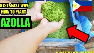 How to plant azolla  easy way to cultivate azolla [upl. by Allveta]