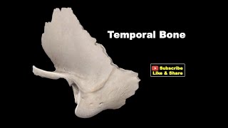 Osteology of Head amp Neck  Temporal Bone Anatomy mbbs bds education [upl. by Ihana]