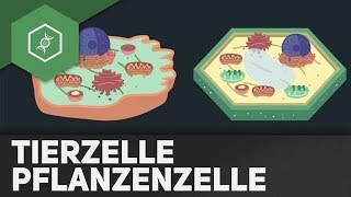 Tierzelle vs Pflanzenzelle  REMAKE [upl. by Anauqat]