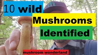 10 Wild Mushrooms in the PNW Identified [upl. by Rocher]