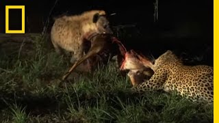 Hyenas Fight Leopard for Kill  National Geographic [upl. by Ahsehat]