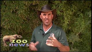 Zoo News  Baird’s Tapir [upl. by Donall]