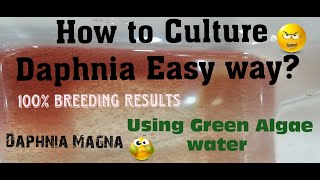 Daphnia MagnaHow to Culture Daphnia Easy wayCulturing Daphnia using Green water Daphnia [upl. by Chaille108]