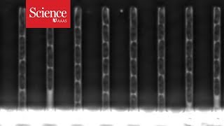 Mutating DNA caught on film [upl. by Aleb]